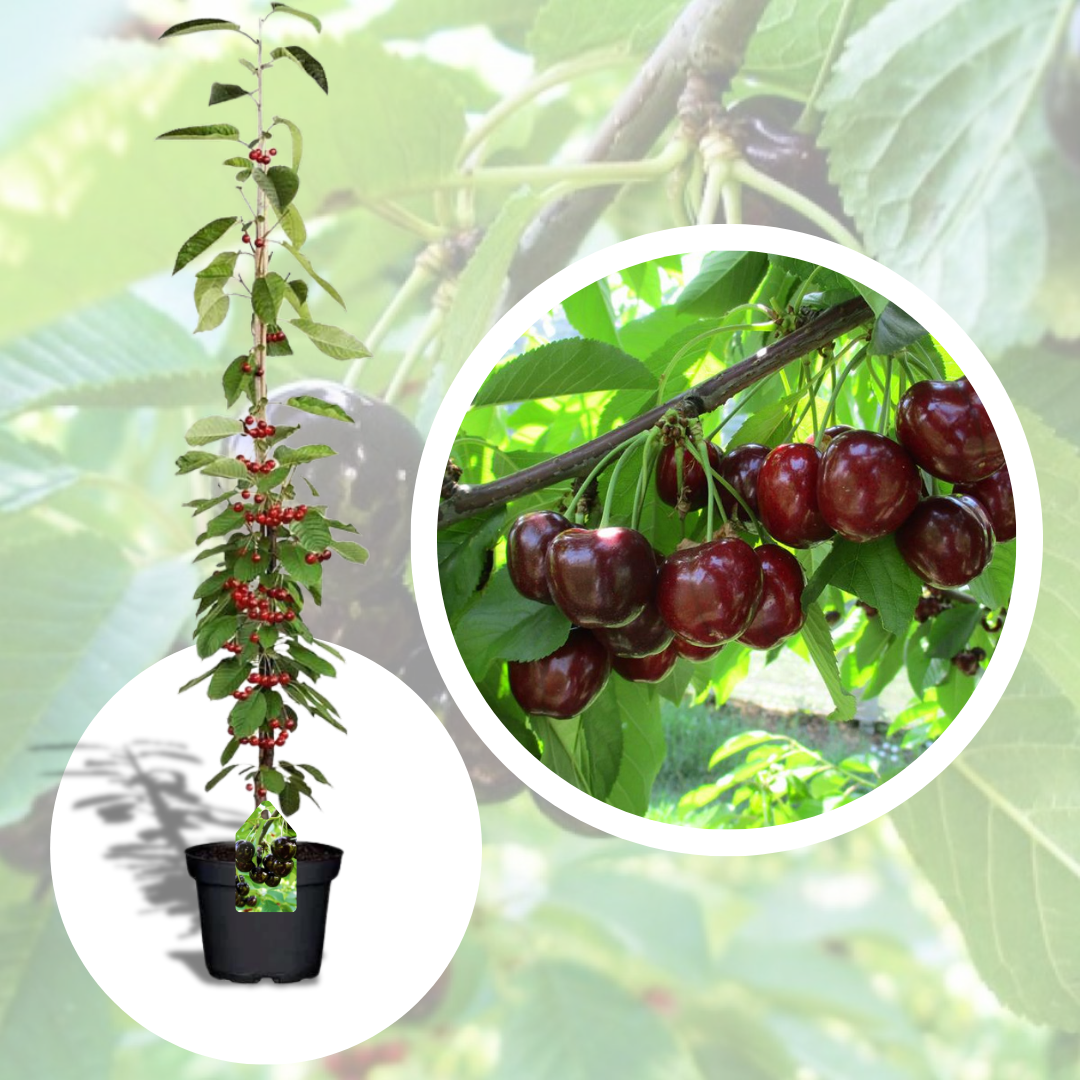 Cires Columnar Helene