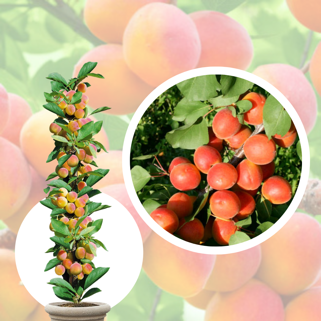 Cais Columnar Golden Sun