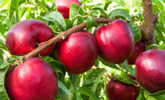 Nectarin Columnar Saturn