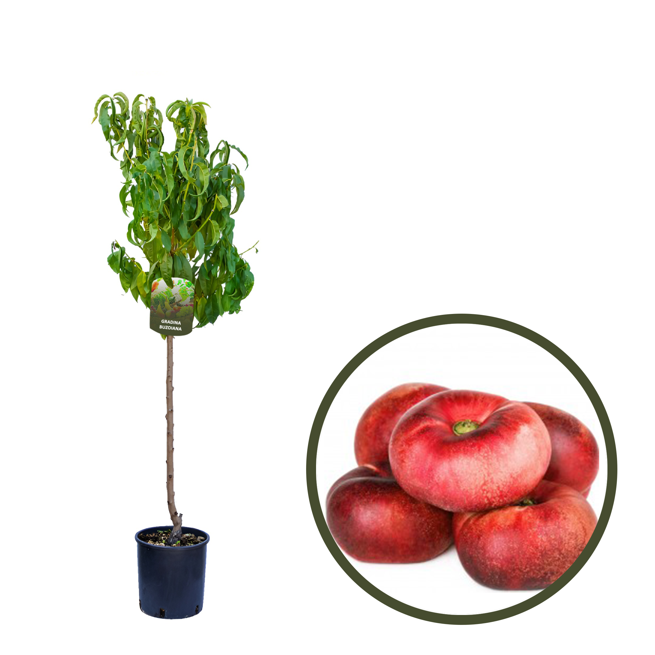 NECTARIN PLAT SANFIRA