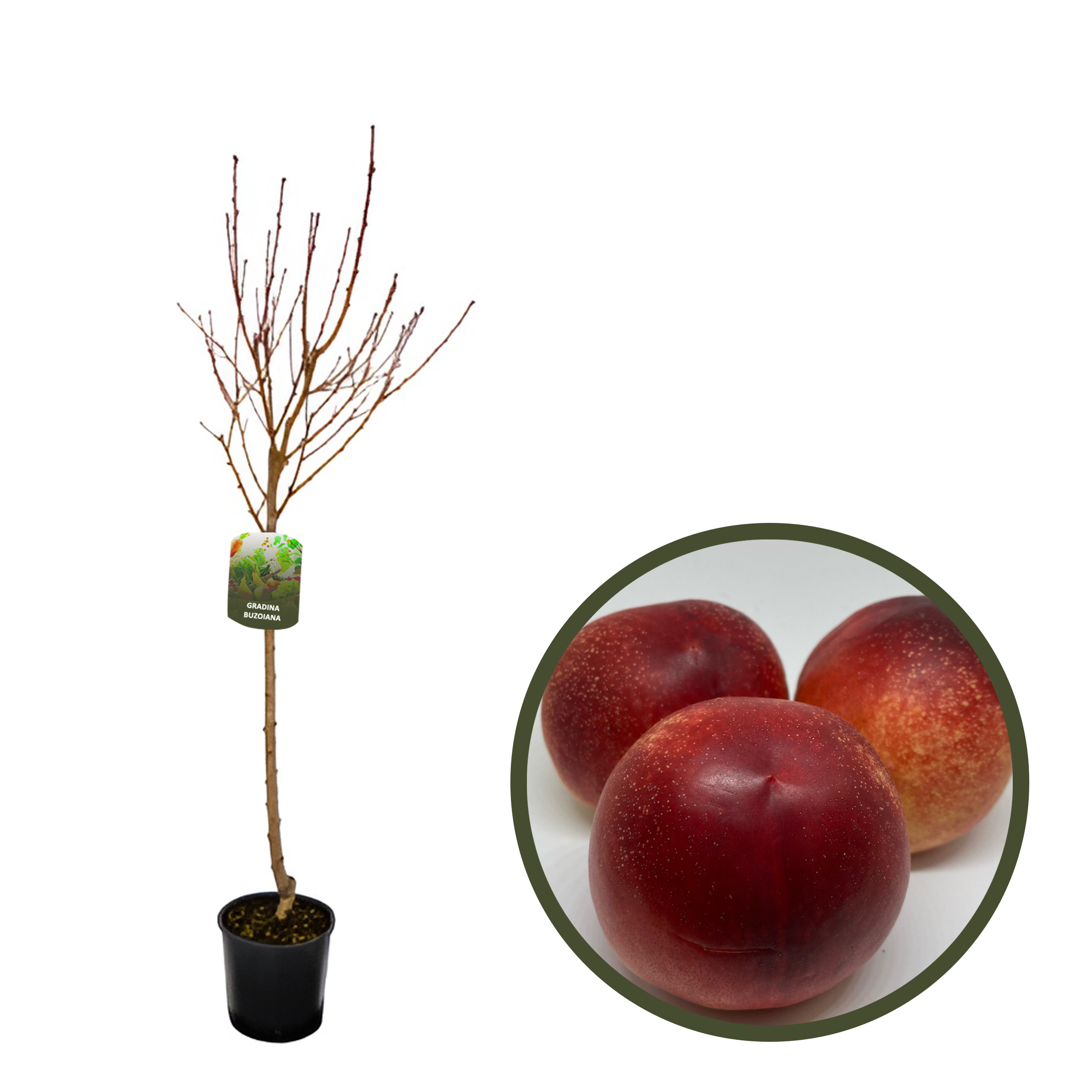 NECTARIN SUPER CRIMSON