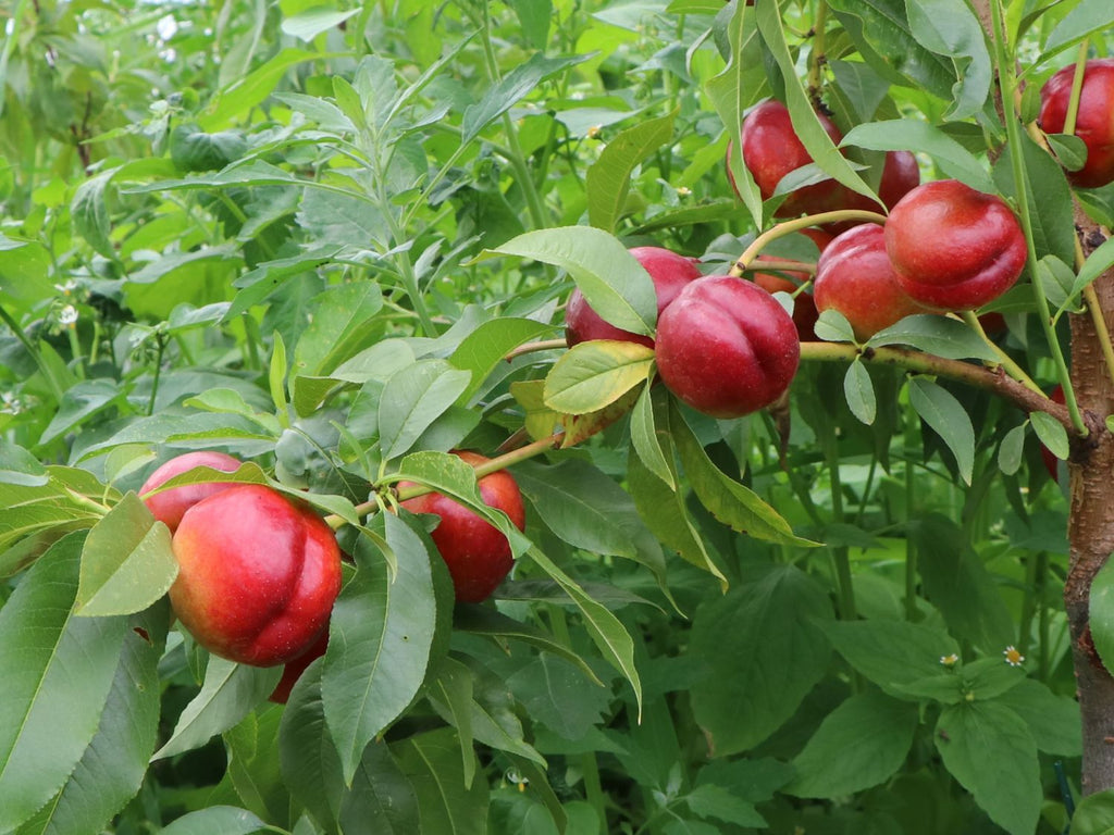 NECTARIN SUPER CRIMSON