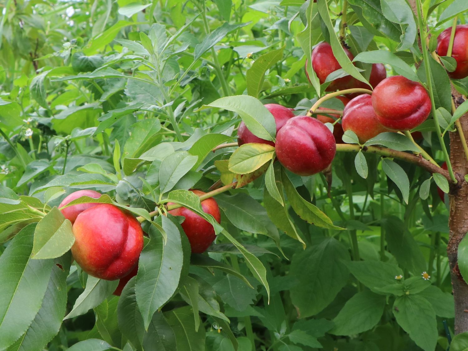 NECTARIN SUPER CRIMSON