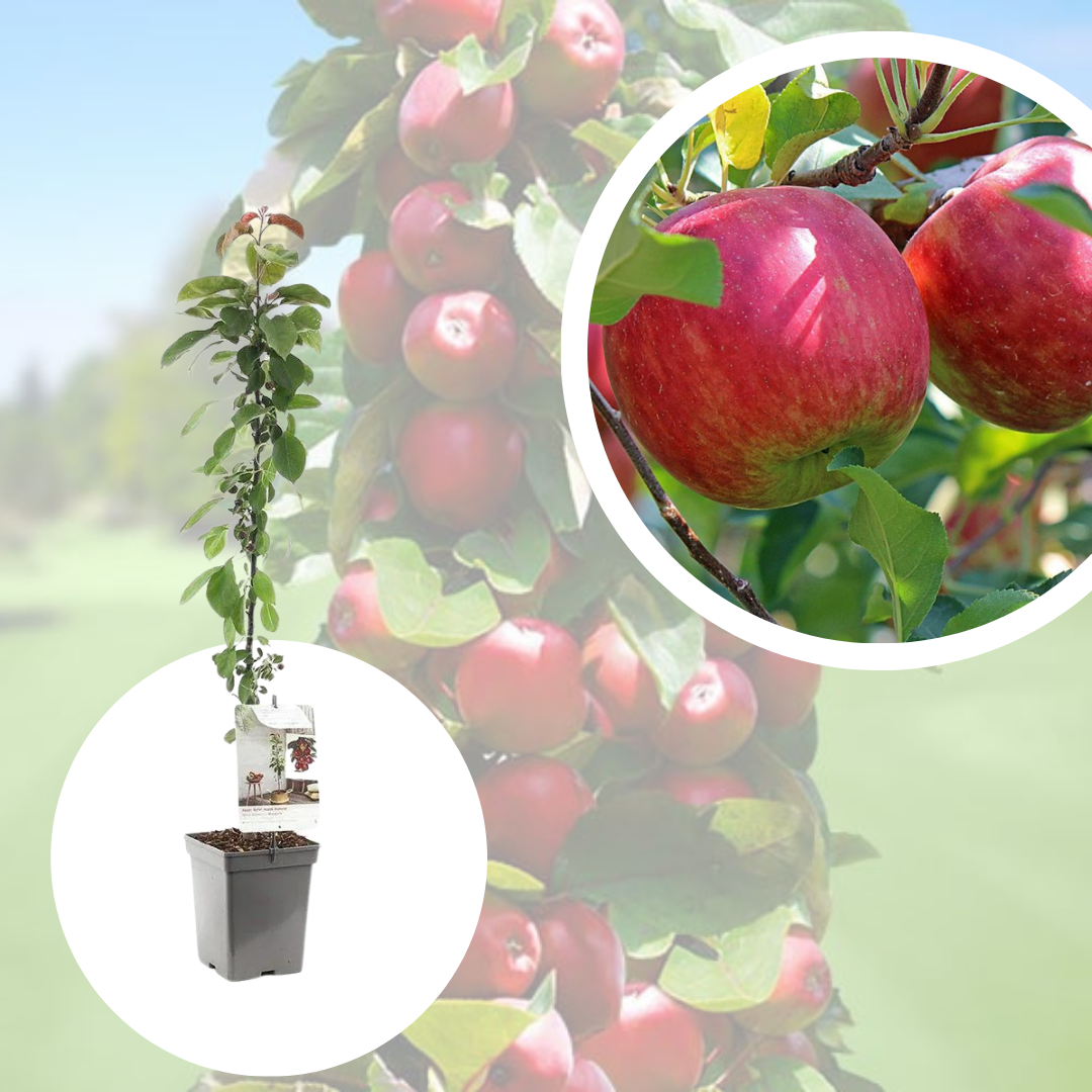 Mar Columnar Timpuriu