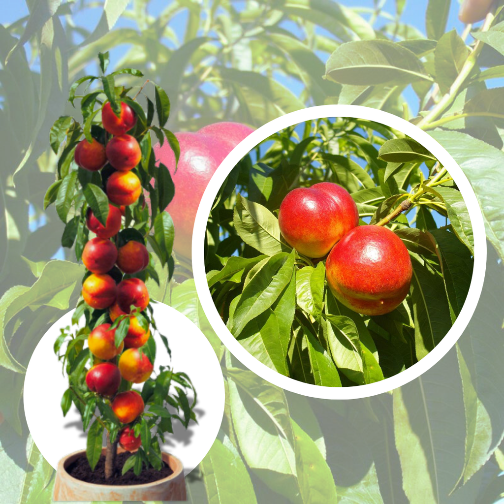 Nectarin Columnar Fantesy