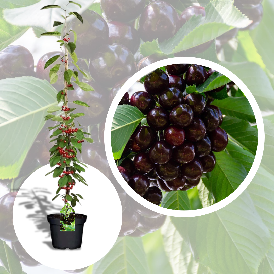 Cires Columnar Queen Marry