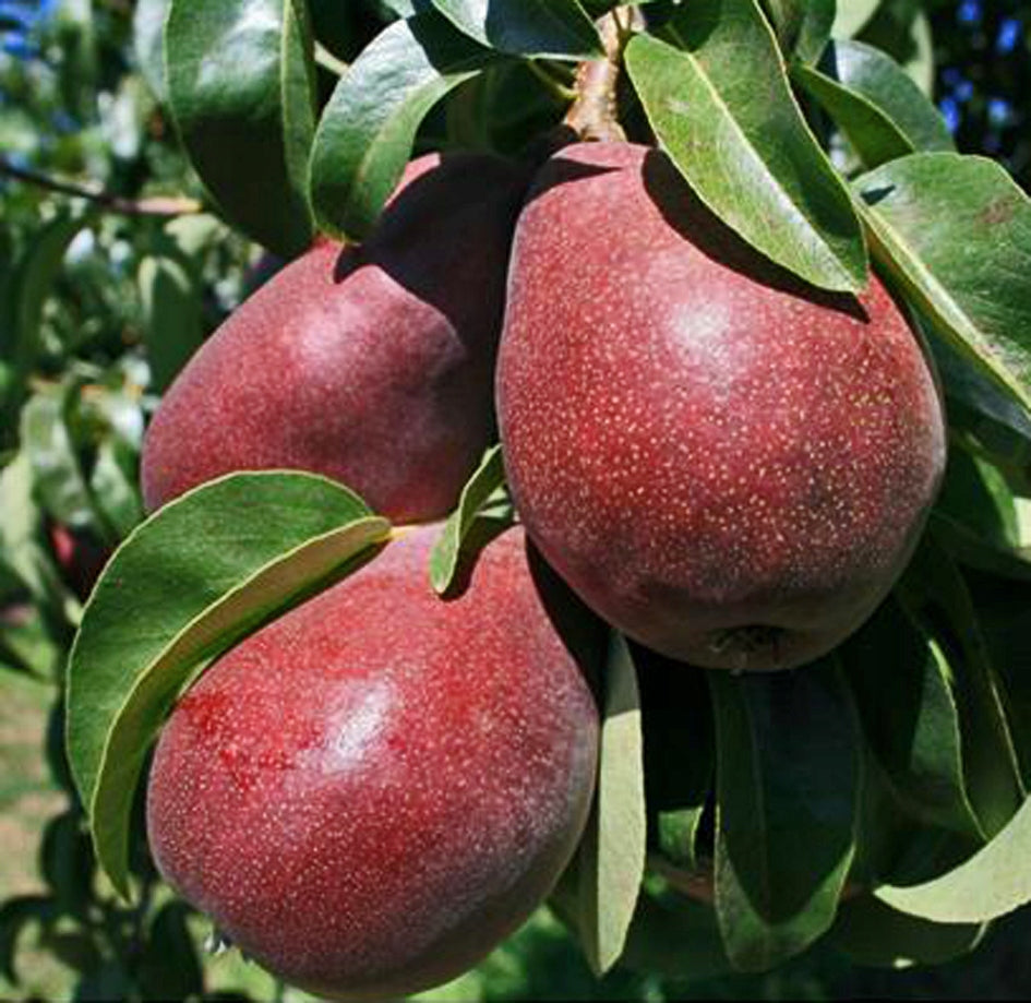 Par Columnar Garden Red