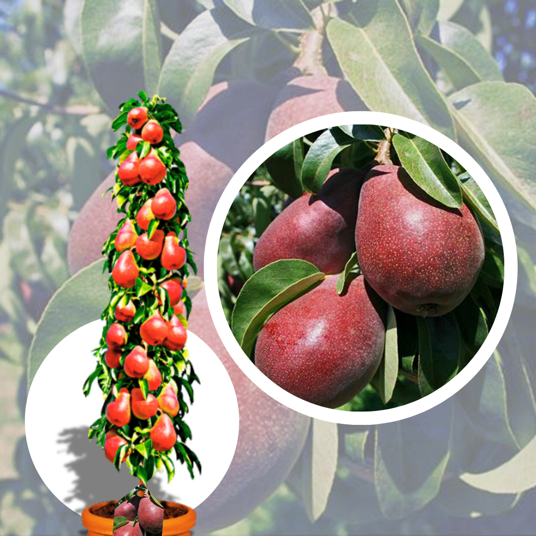 Par Columnar Garden Red