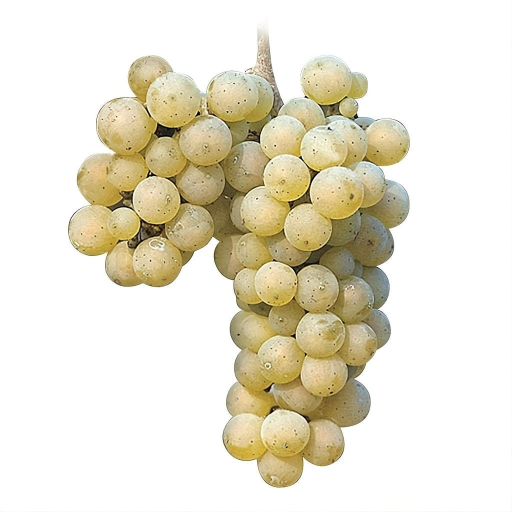 BUTAS RIESLING ITALIAN