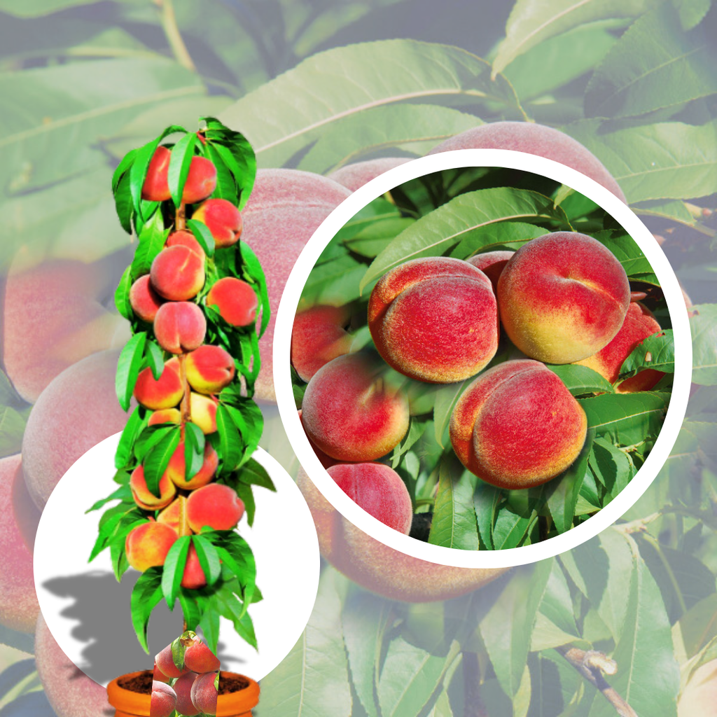 Piersic Columnar Honey