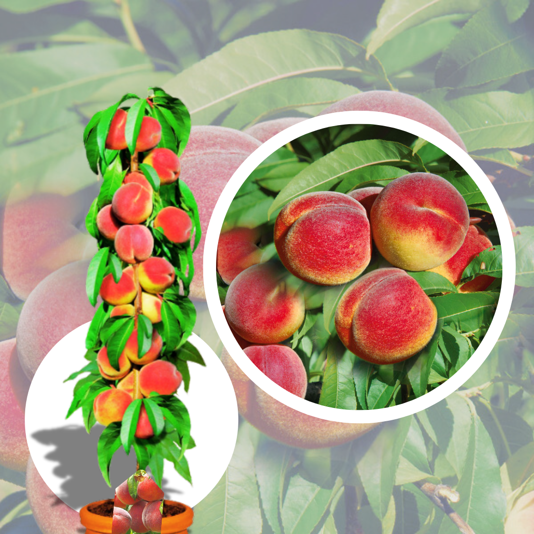 Piersic Columnar Honey