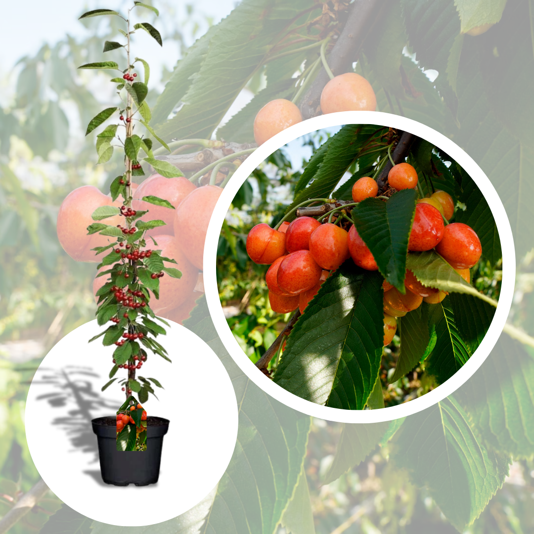 Cires Columnar Silvia