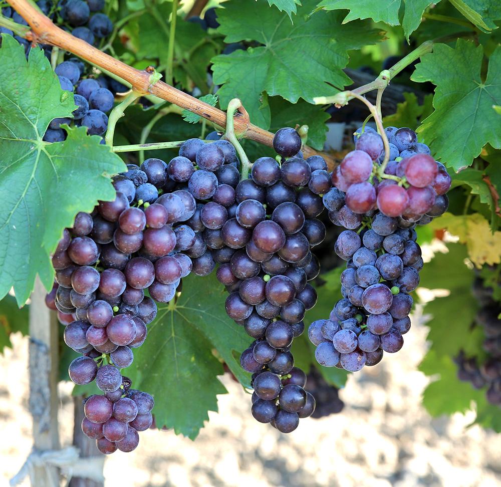 BUTAS BUSUIOACA DE BOHOTIN