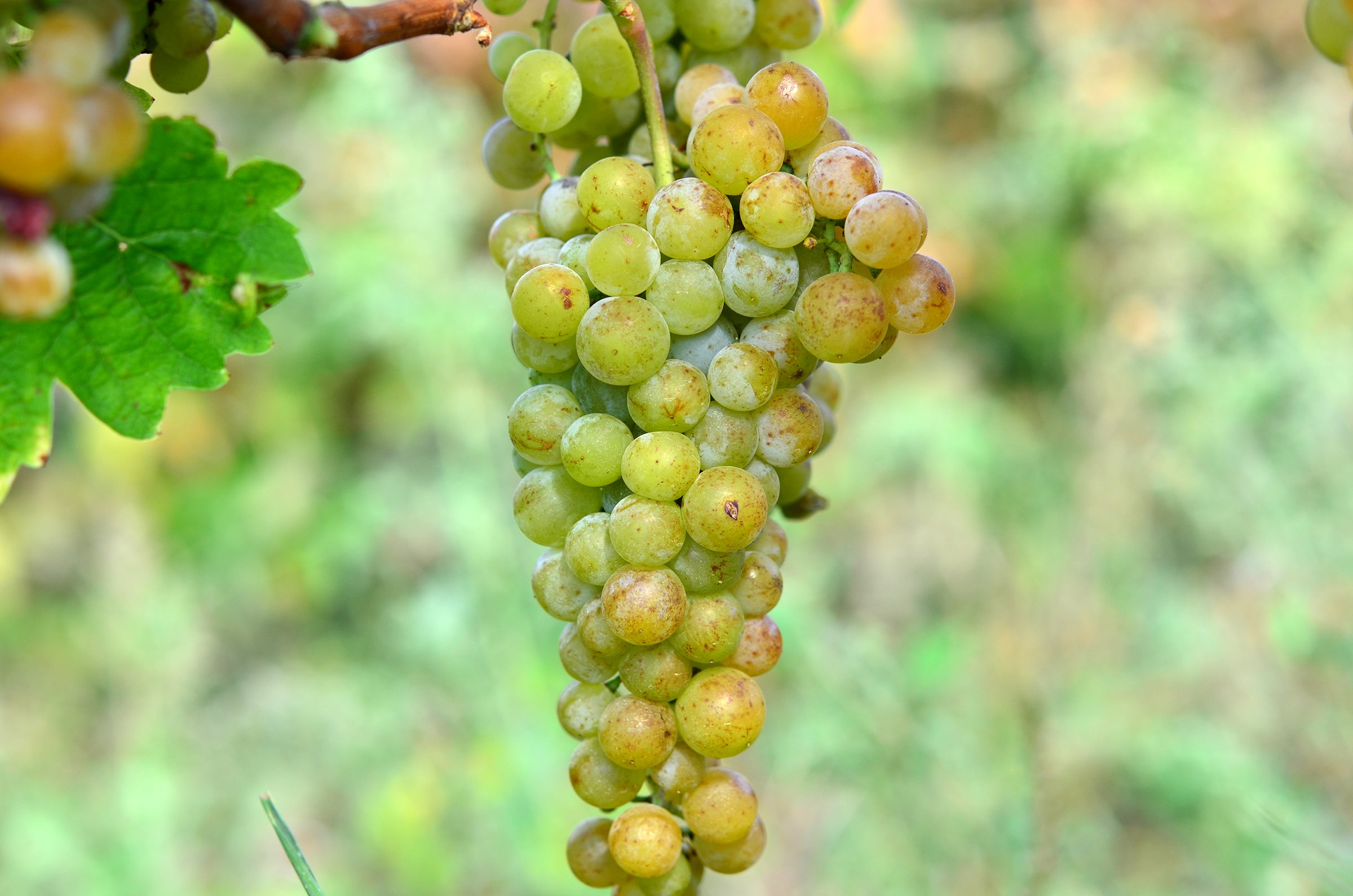 BUTAS TAMAIOASA ROMANEASCA