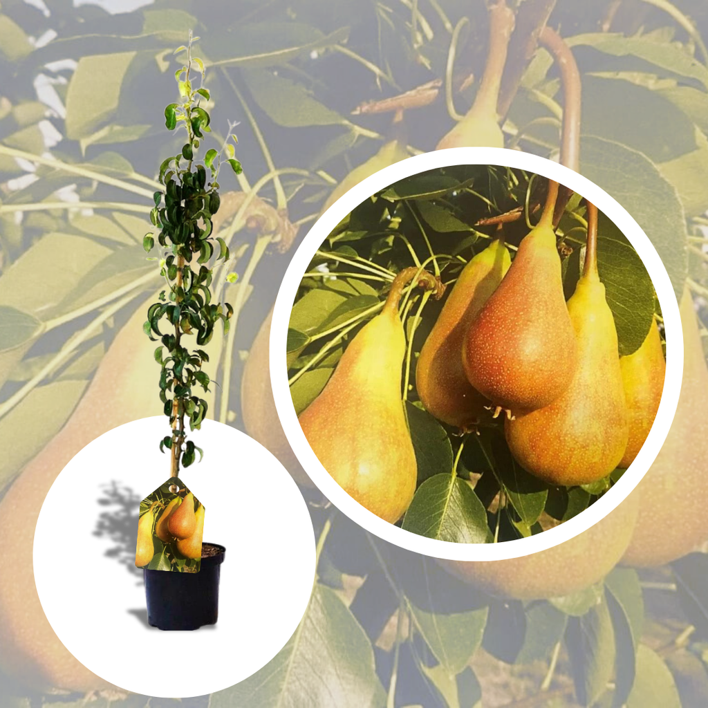 Par Columnar Timpuriu