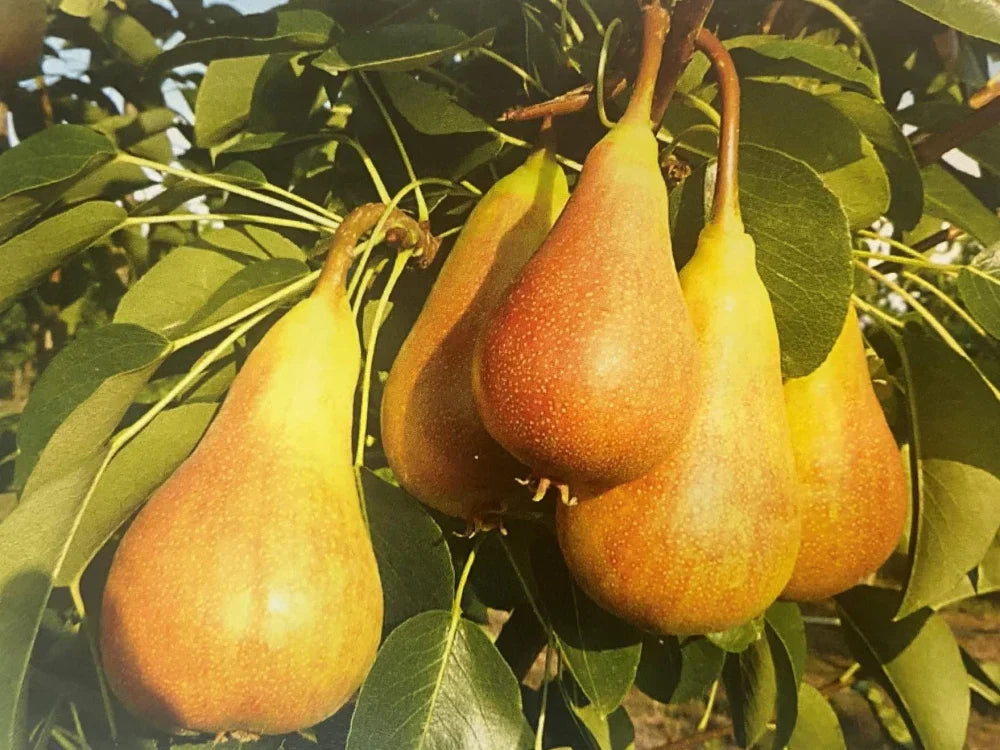 Par Columnar Timpuriu