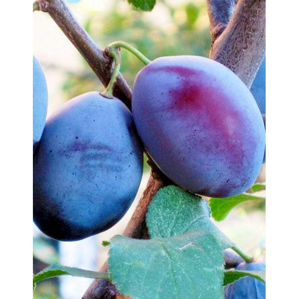 PRUN TULEU GRAS
