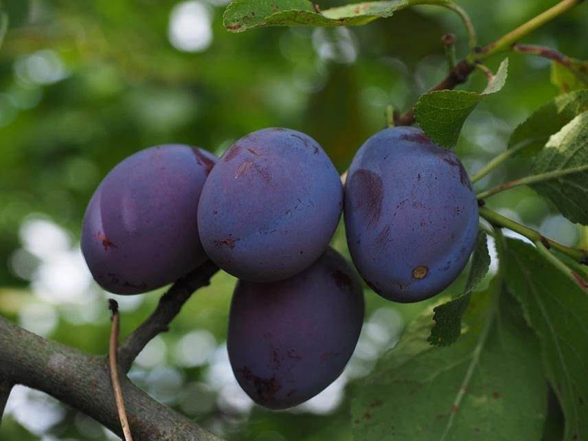 PRUN TULEU GRAS