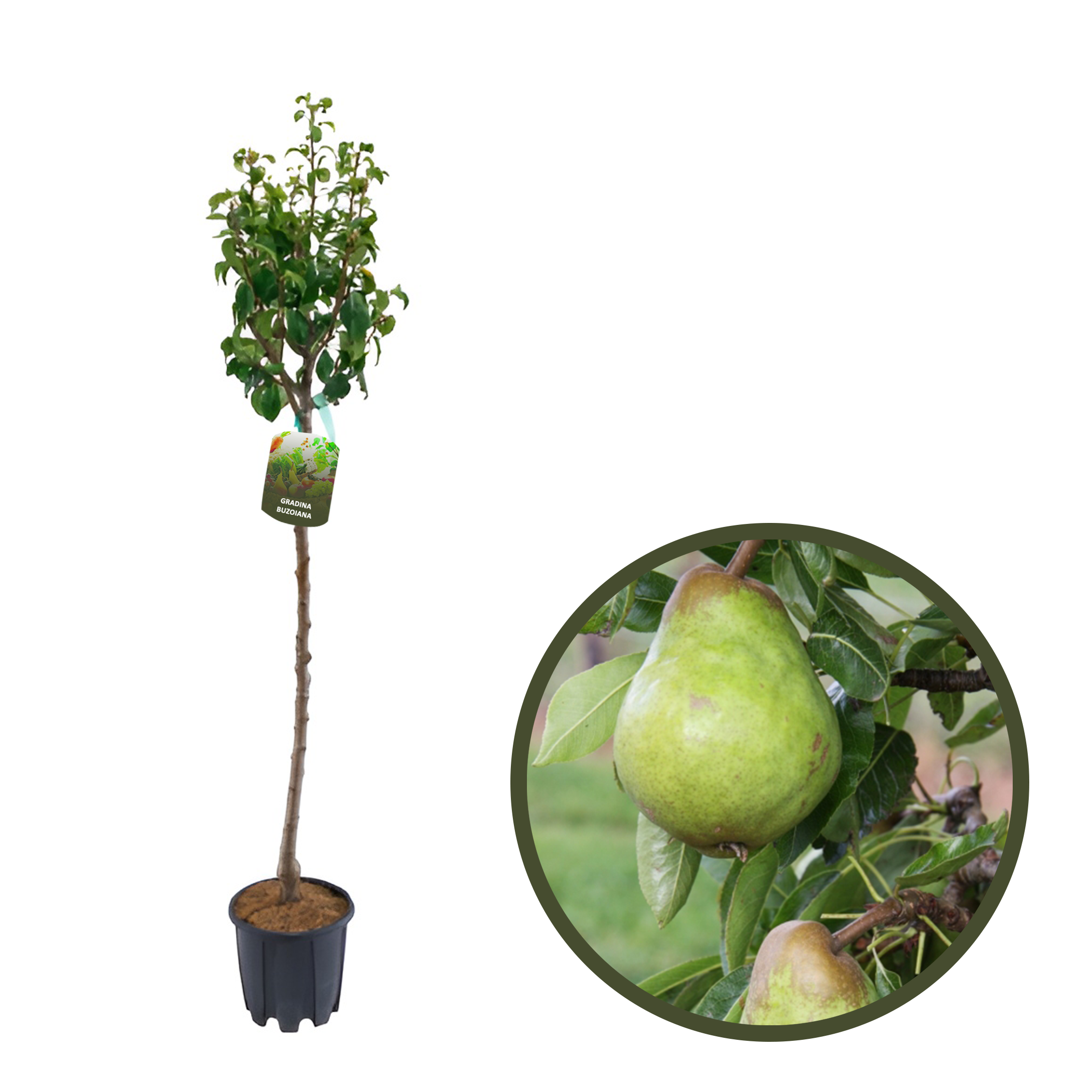 PAR VIRGILIU HIBERNAL