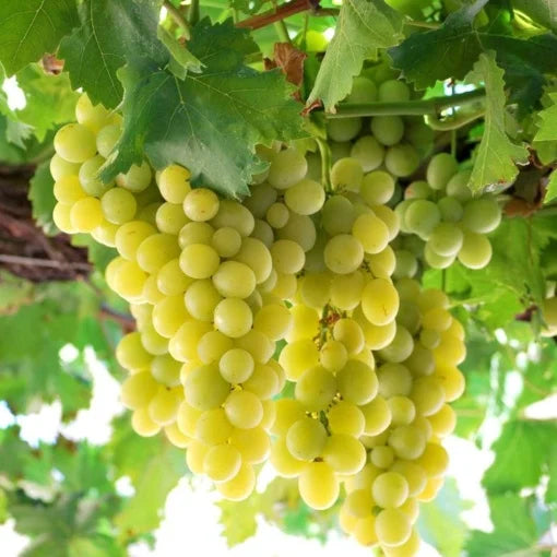 VITĂ DE VIE VICTORIA